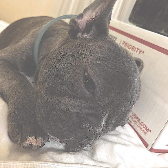 meet Stitch, the stud 🐾 - Picture 7 of 12